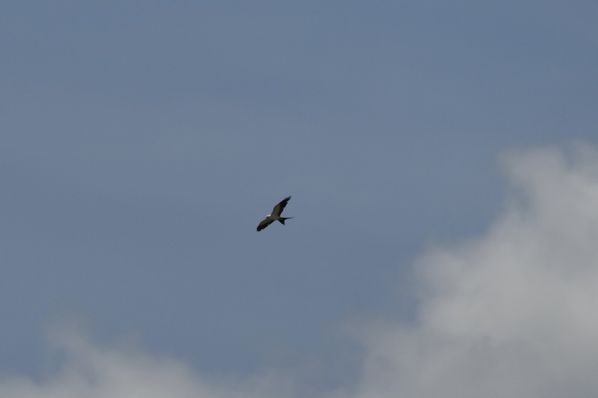 Swallow-tailed Kite - ML621612528