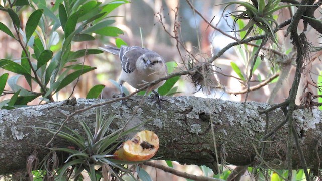 マミジロマネシツグミ - ML621612533