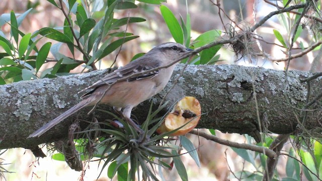 マミジロマネシツグミ - ML621612545