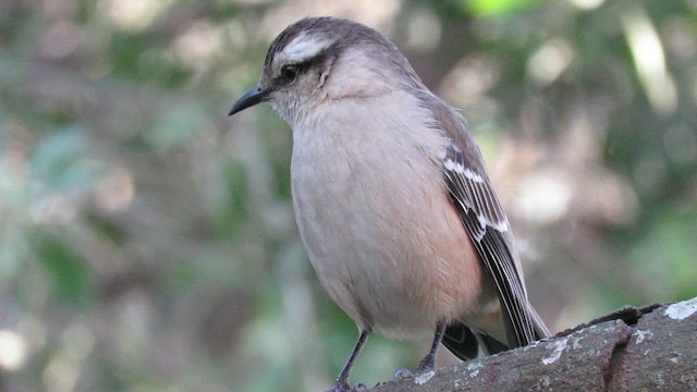 マミジロマネシツグミ - ML621612575