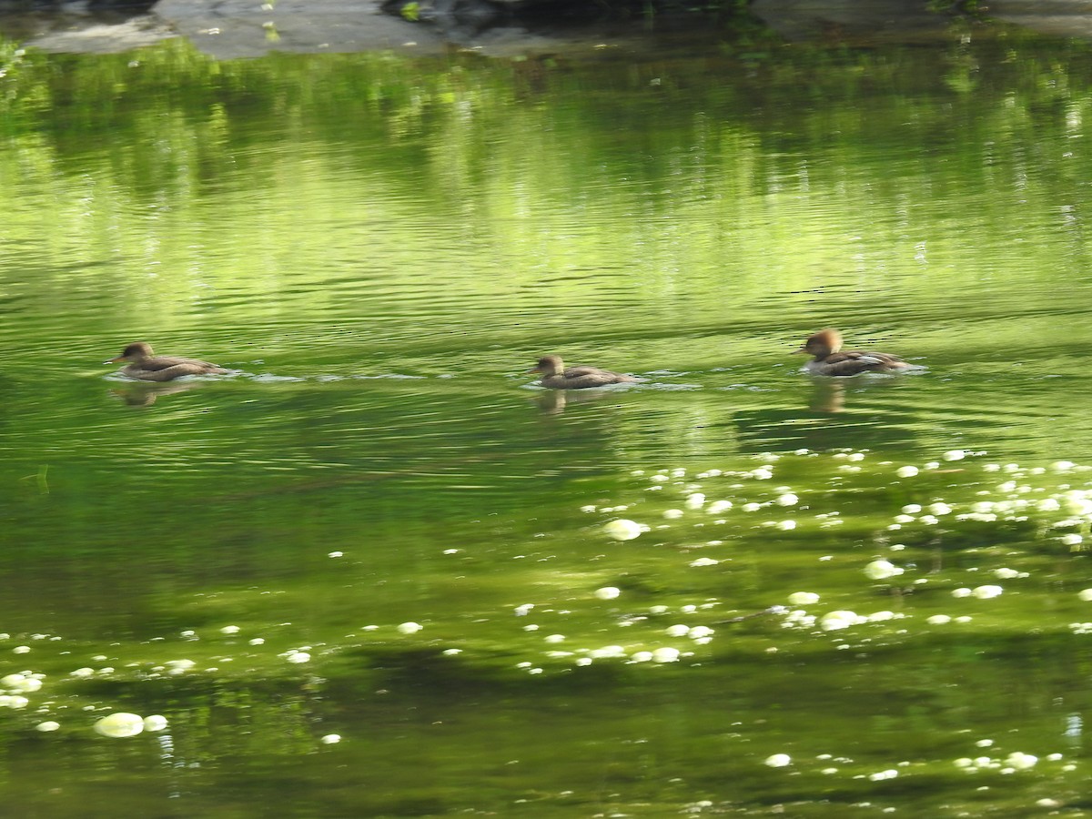 eBird Checklist 18 Jul 2024 Brodhead Creek Park 23 species