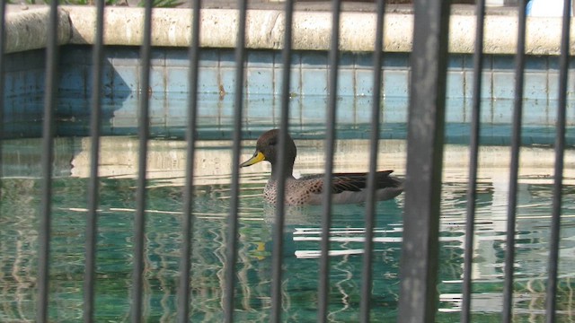 Yellow-billed Teal - ML621612630