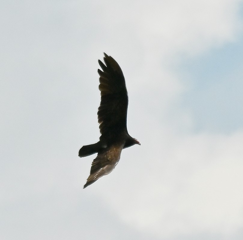 Turkey Vulture - ML621612686