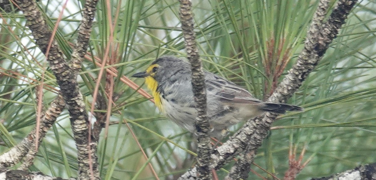 Grace's Warbler - ML621612744