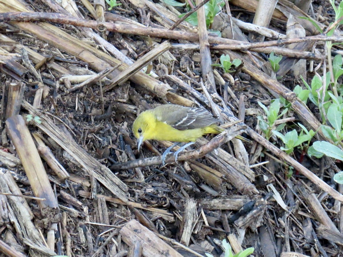 Orchard Oriole - ML621612773