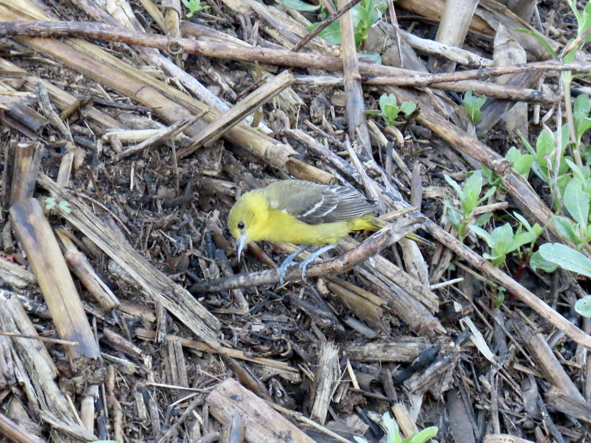 Orchard Oriole - ML621612773