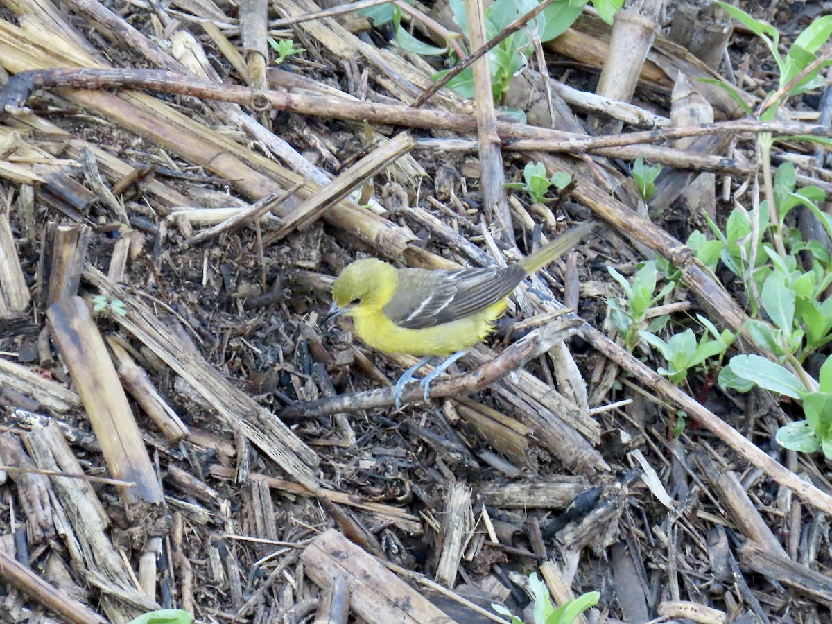 Orchard Oriole - ML621612774