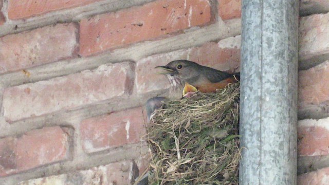 Rufous-bellied Thrush - ML621612779