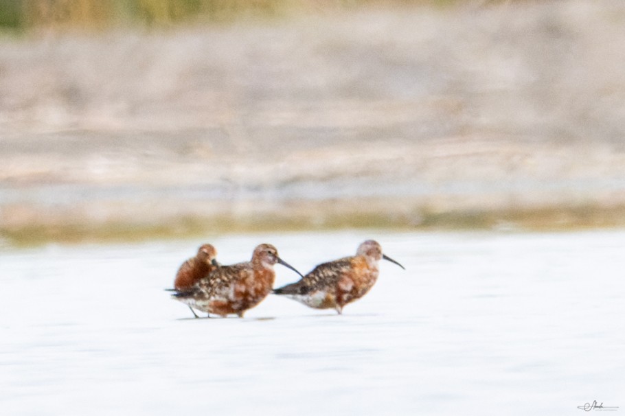 Curlew Sandpiper - ML621612780