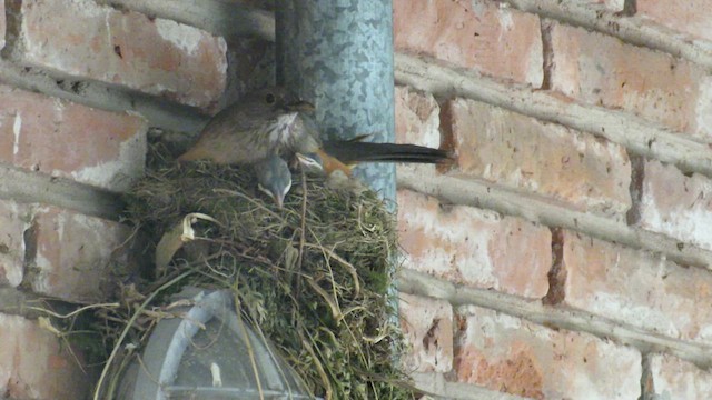 Rufous-bellied Thrush - ML621612783