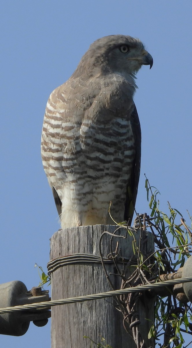 Fasciated Snake-Eagle - Shiela Shallcross