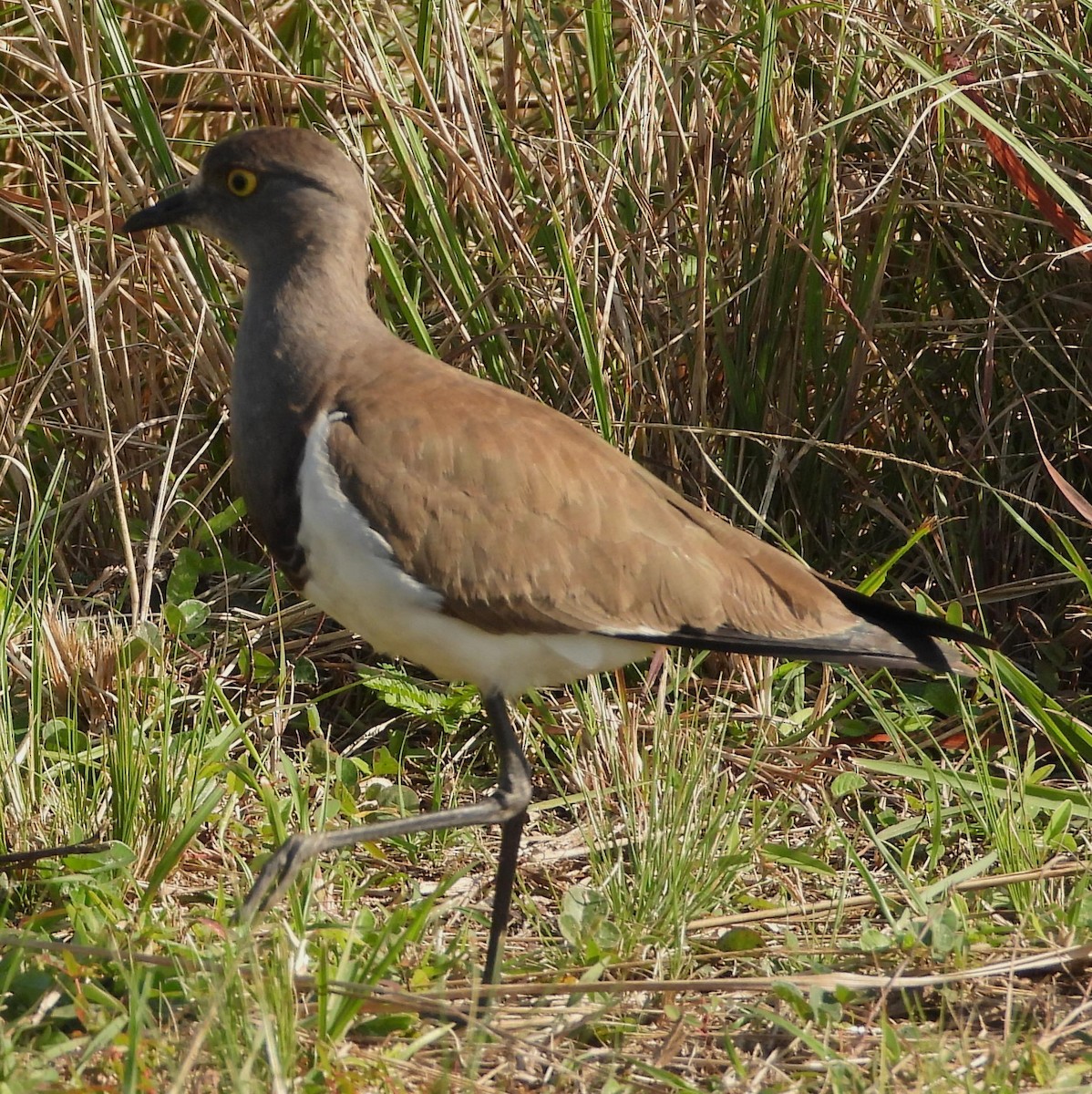 Senegal Lapwing - ML621612831