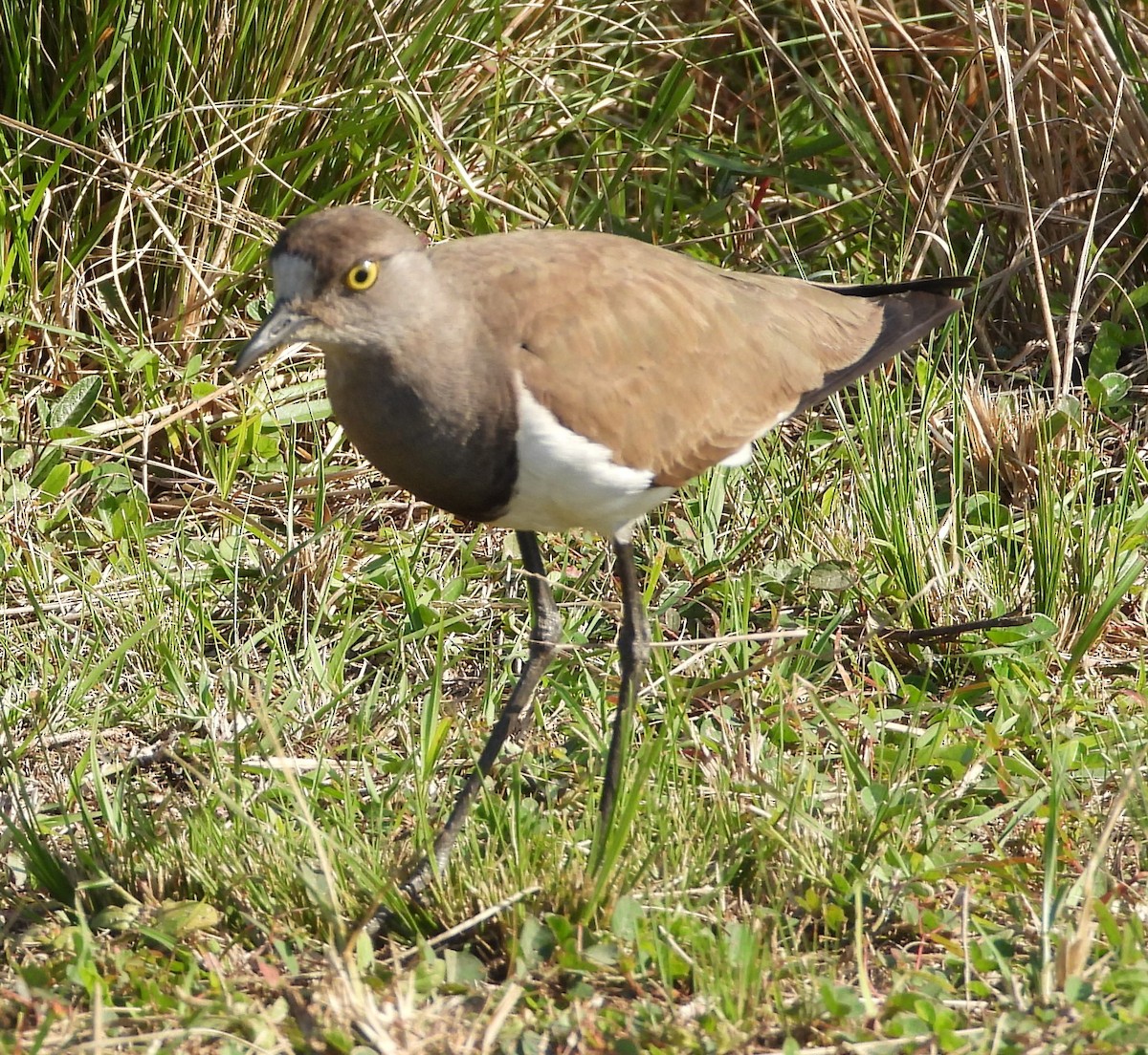 Senegal Lapwing - ML621612832