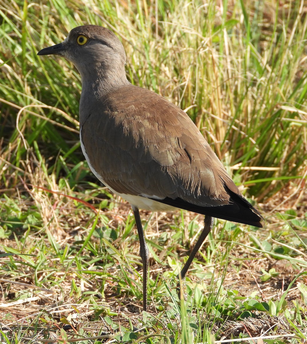 Senegal Lapwing - ML621612835