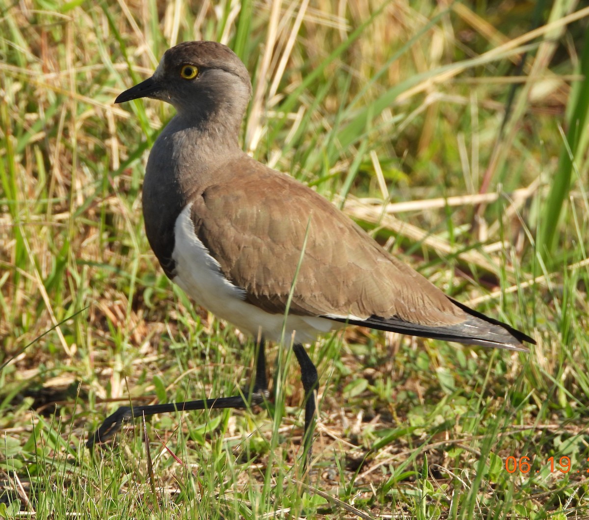 Avefría Lúgubre - ML621612837