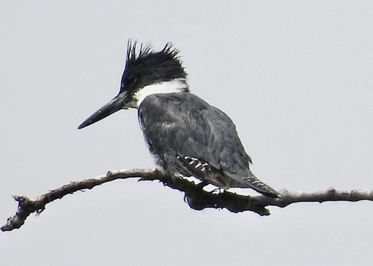 Belted Kingfisher - ML621612872