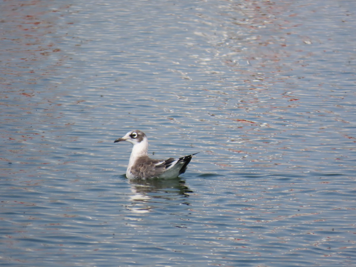 Mouette de Franklin - ML621612910