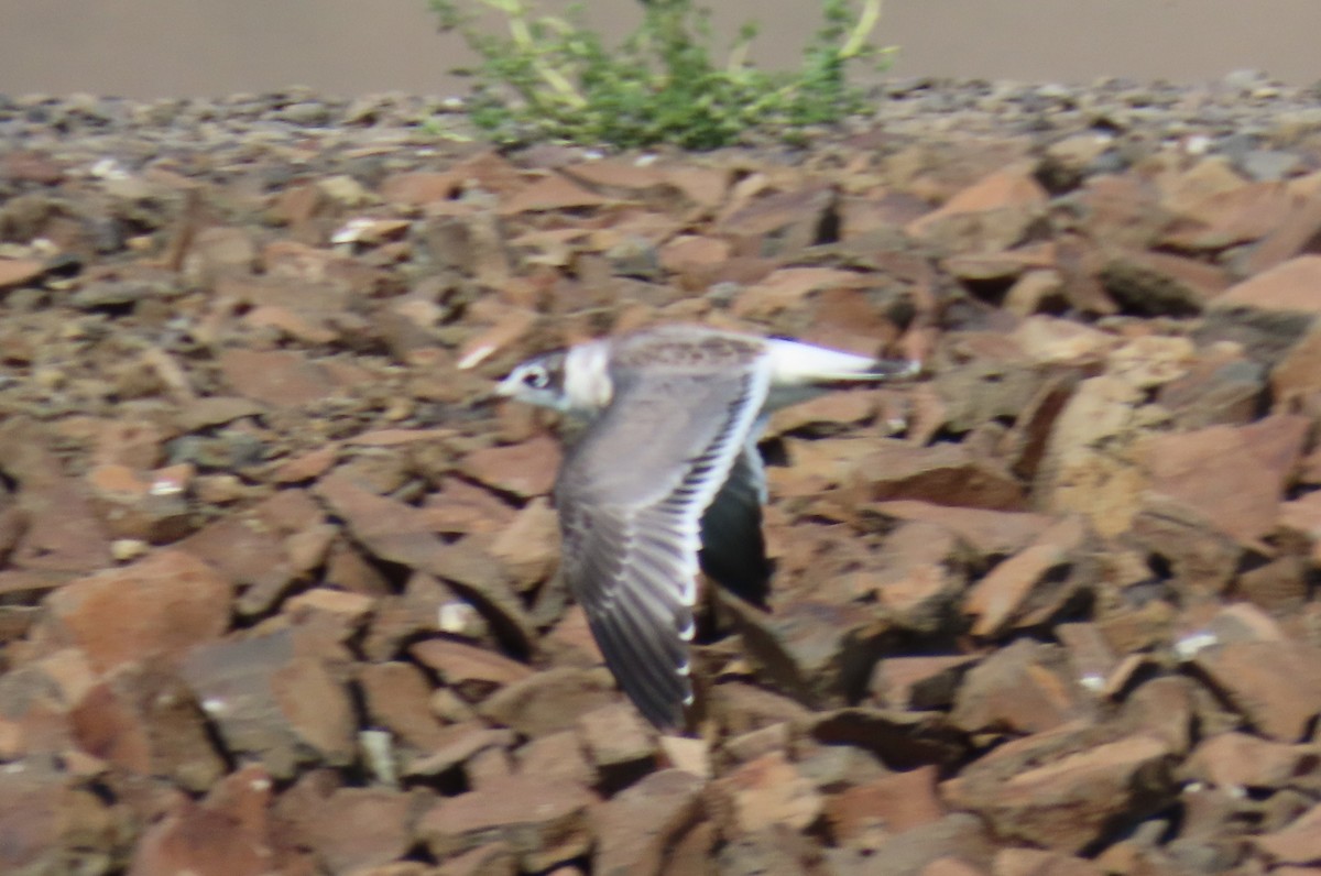 Mouette de Franklin - ML621612922