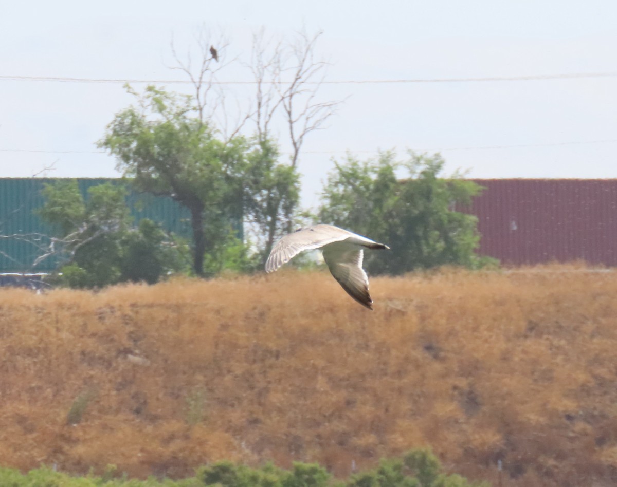 Mouette de Franklin - ML621612932