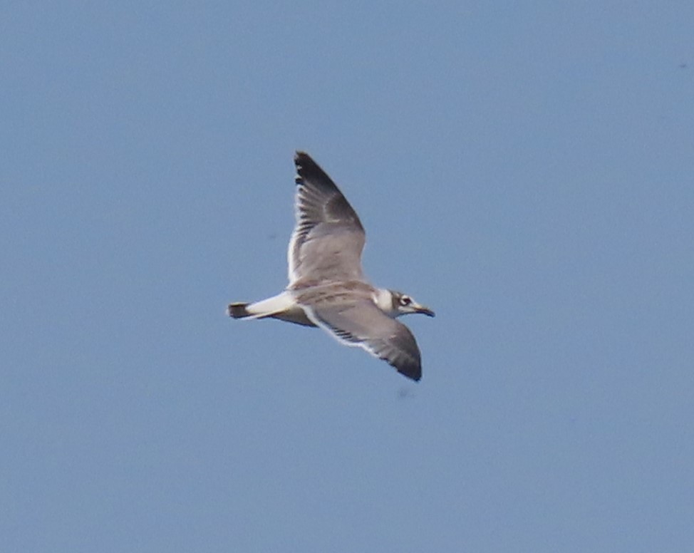 Mouette de Franklin - ML621612935