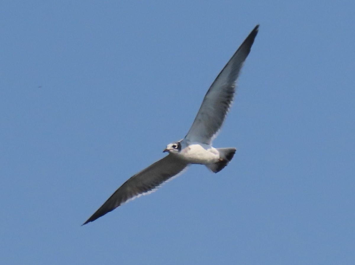 Mouette de Franklin - ML621612938