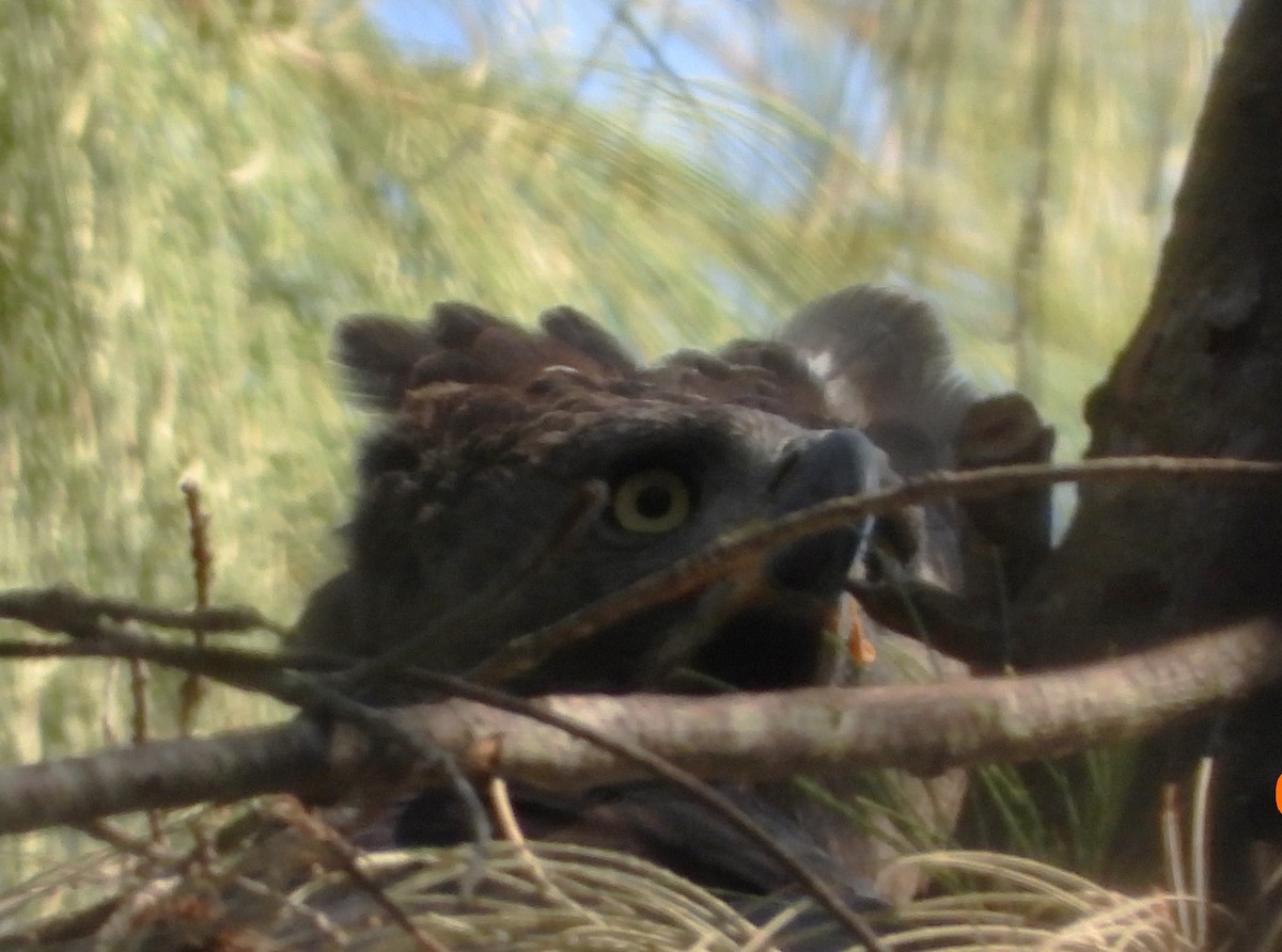 Crowned Eagle - Shiela Shallcross