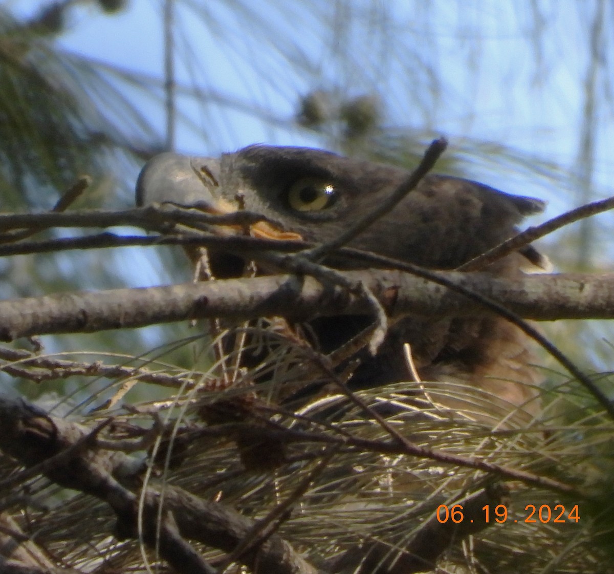 Crowned Eagle - Shiela Shallcross