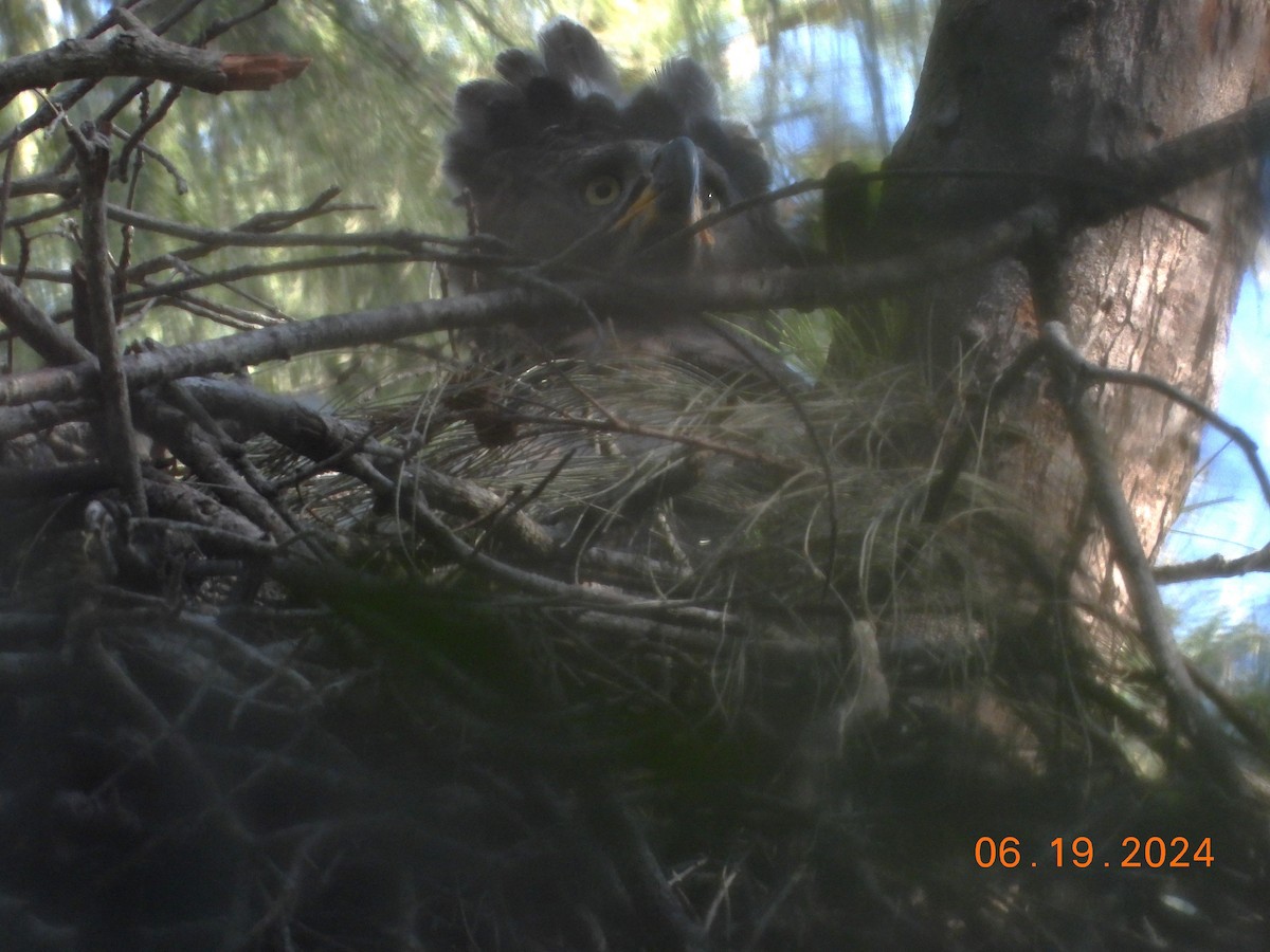 Crowned Eagle - Shiela Shallcross