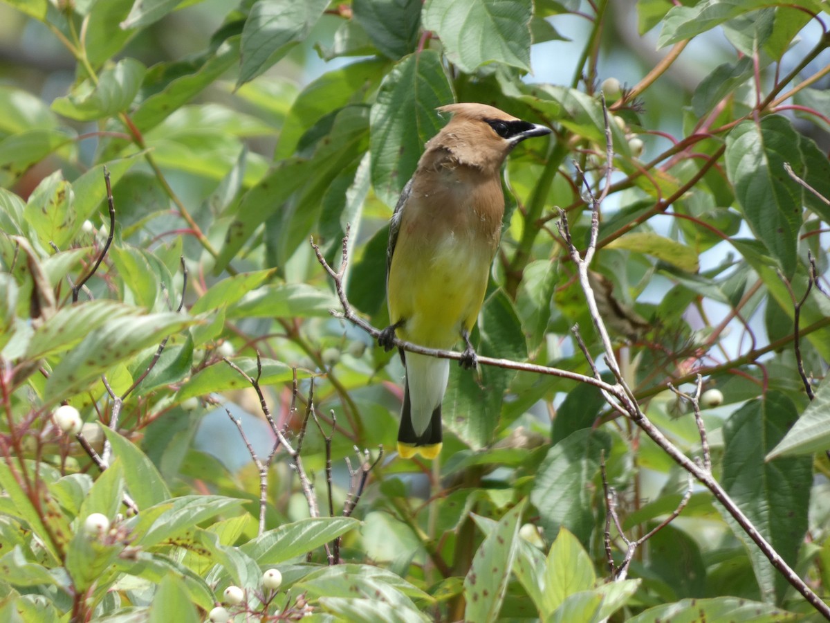 Cedar Waxwing - ML621613006