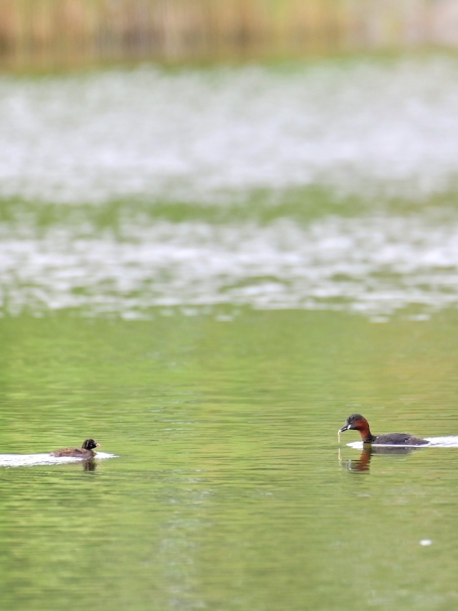 Little Grebe - ML621613039