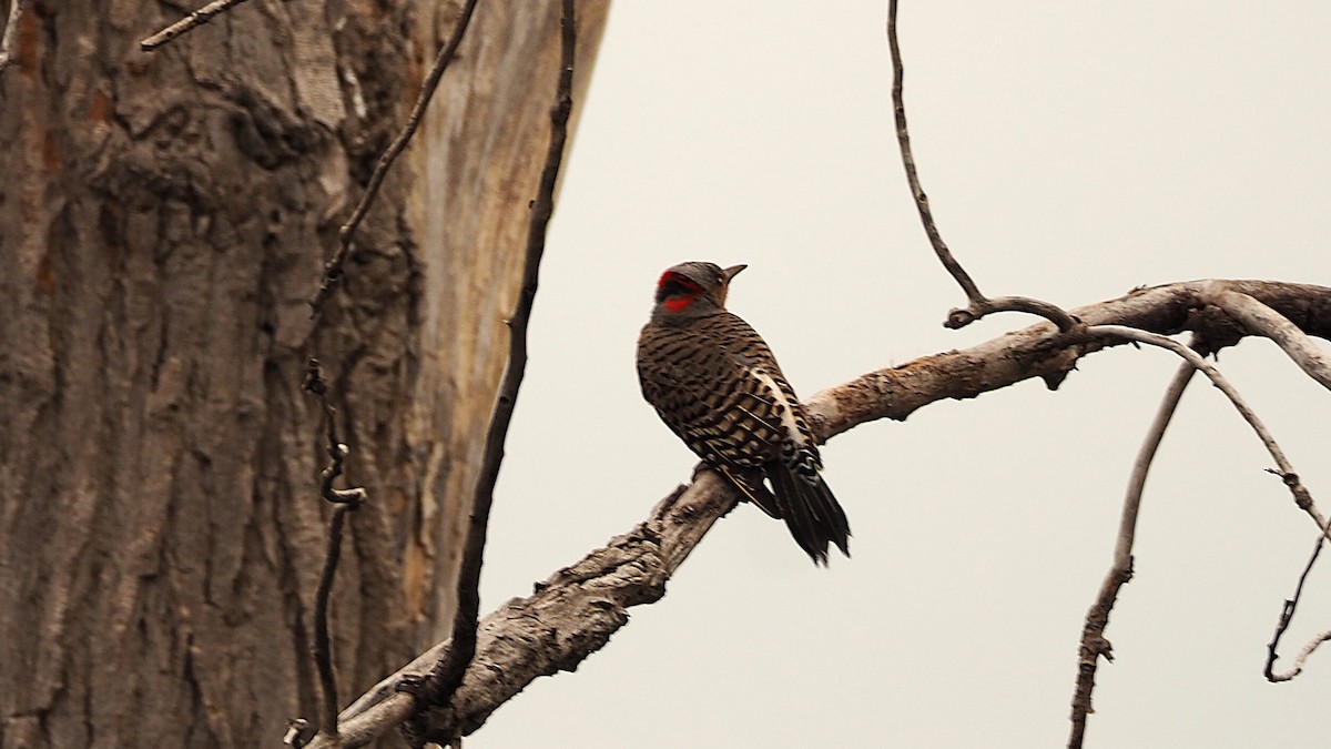 Northern Flicker - ML621613058