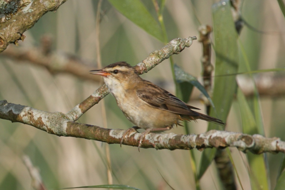 Sedge Warbler - ML621613134