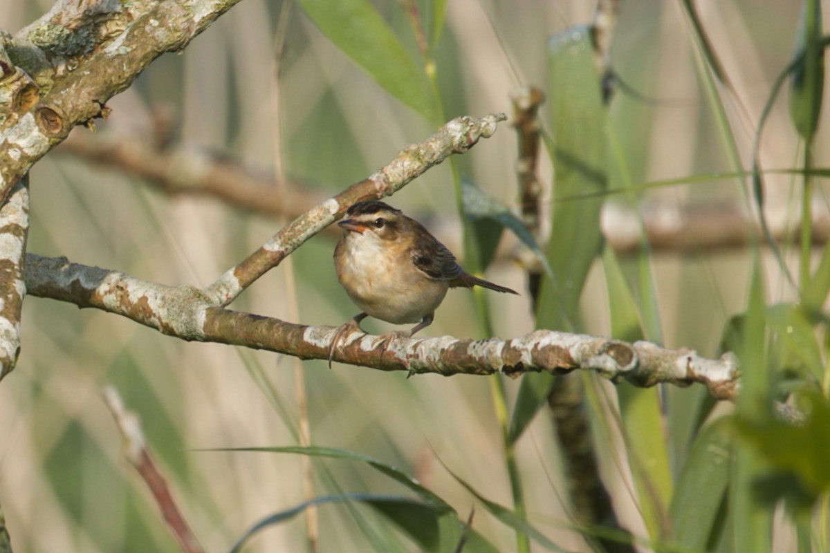 Sedge Warbler - ML621613135