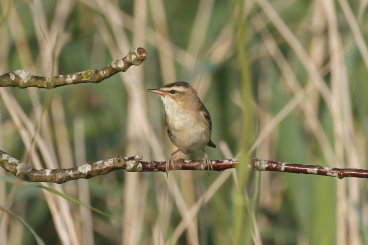 Sedge Warbler - ML621613136