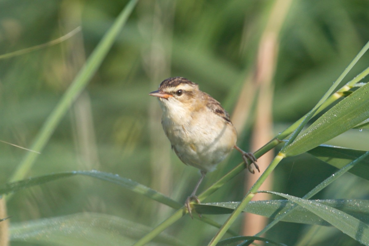 Sedge Warbler - ML621613137