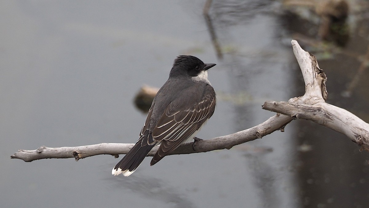 Eastern Kingbird - ML621613175