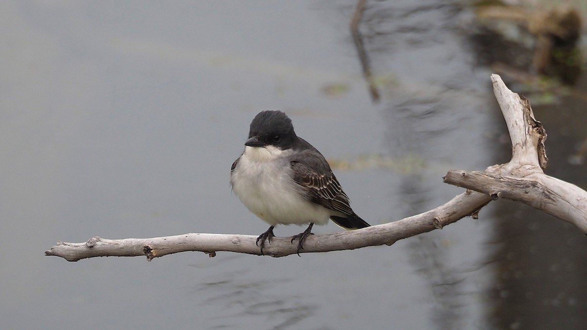 Eastern Kingbird - ML621613176