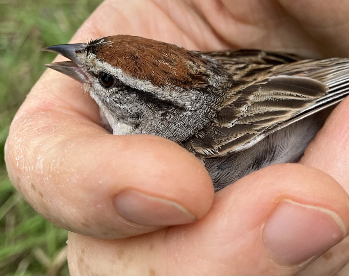Chipping Sparrow - ML621613186