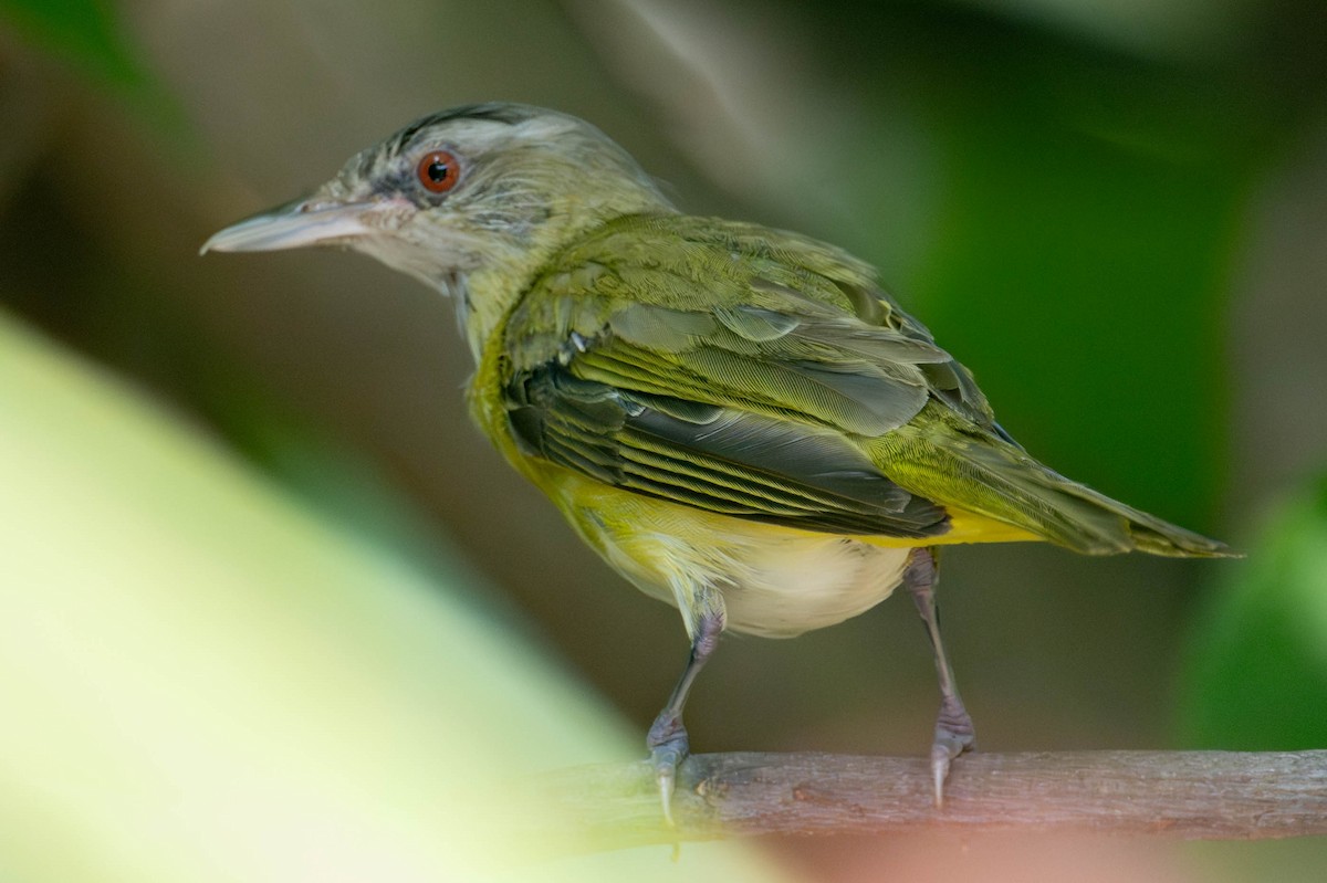 eBird Checklist - 18 Jul 2024 - San Diego Zoo - 13 species