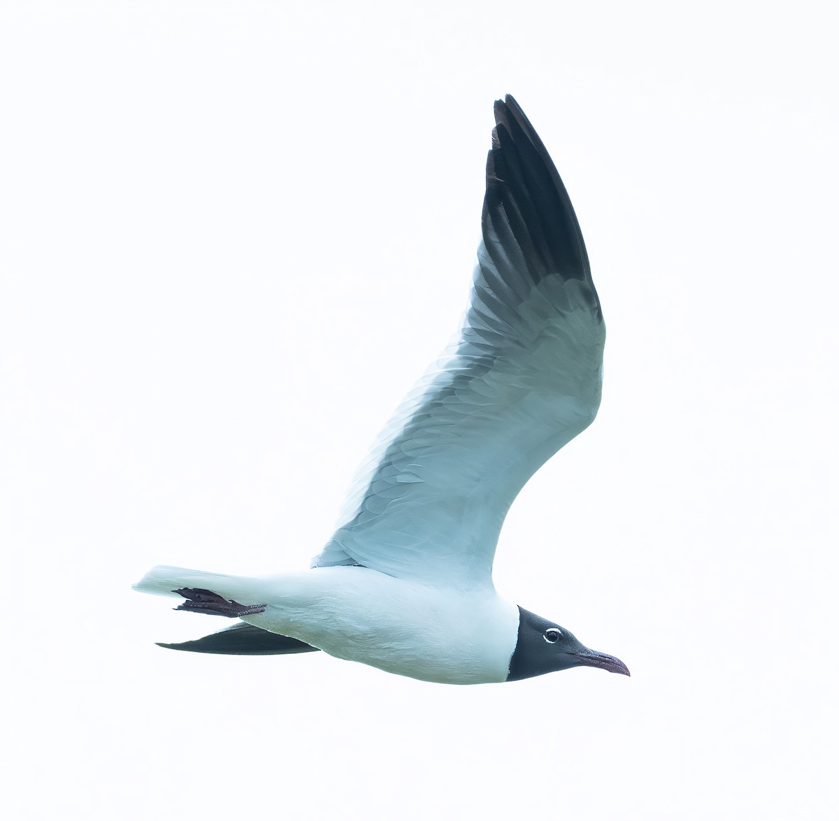 Laughing Gull - ML621613217