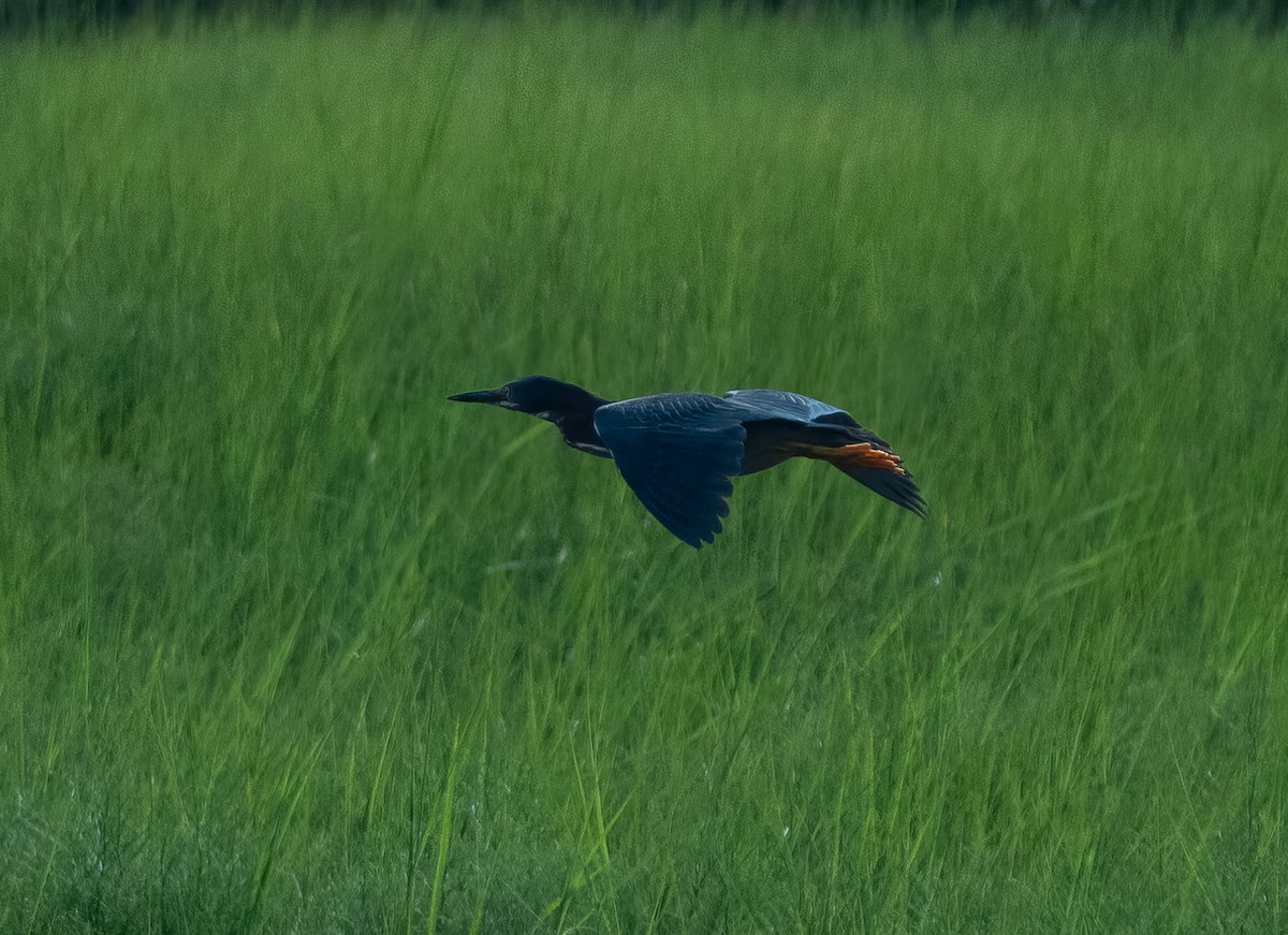 Green Heron - ML621613316