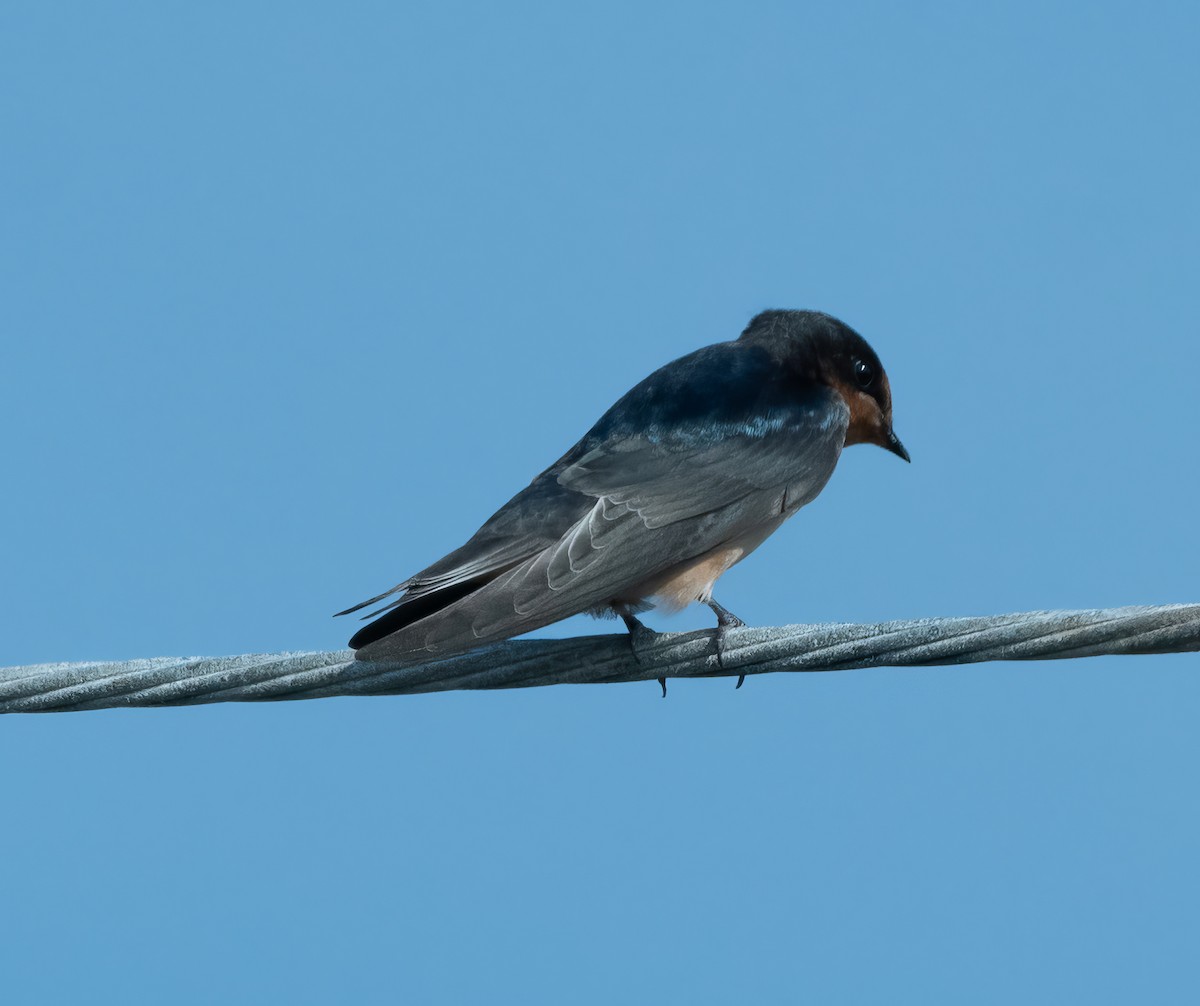 Barn Swallow - ML621613345