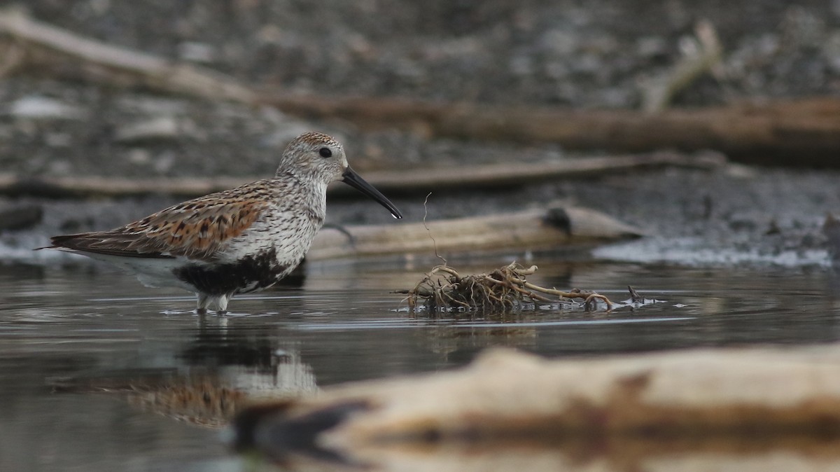 Dunlin - ML62161341