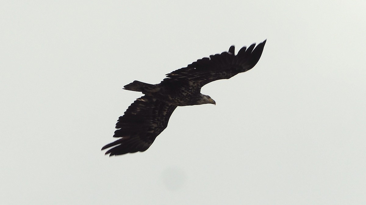 Bald Eagle - ML621613436