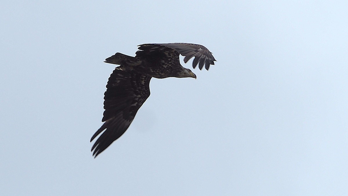 Bald Eagle - ML621613437