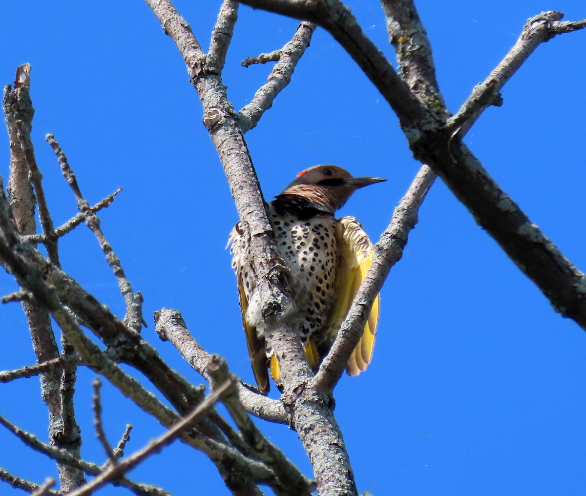 Northern Flicker - ML621613474