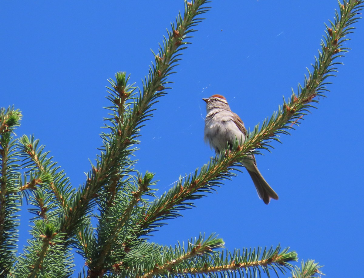 Chipping Sparrow - ML621613484