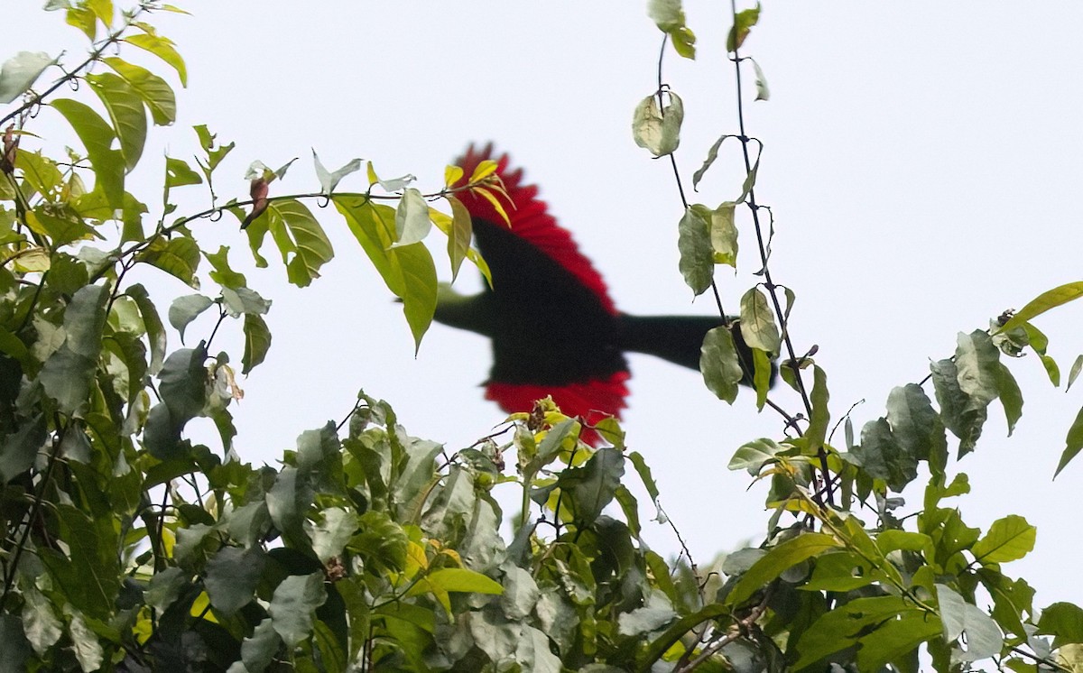 Black-billed Turaco - David Jacobs