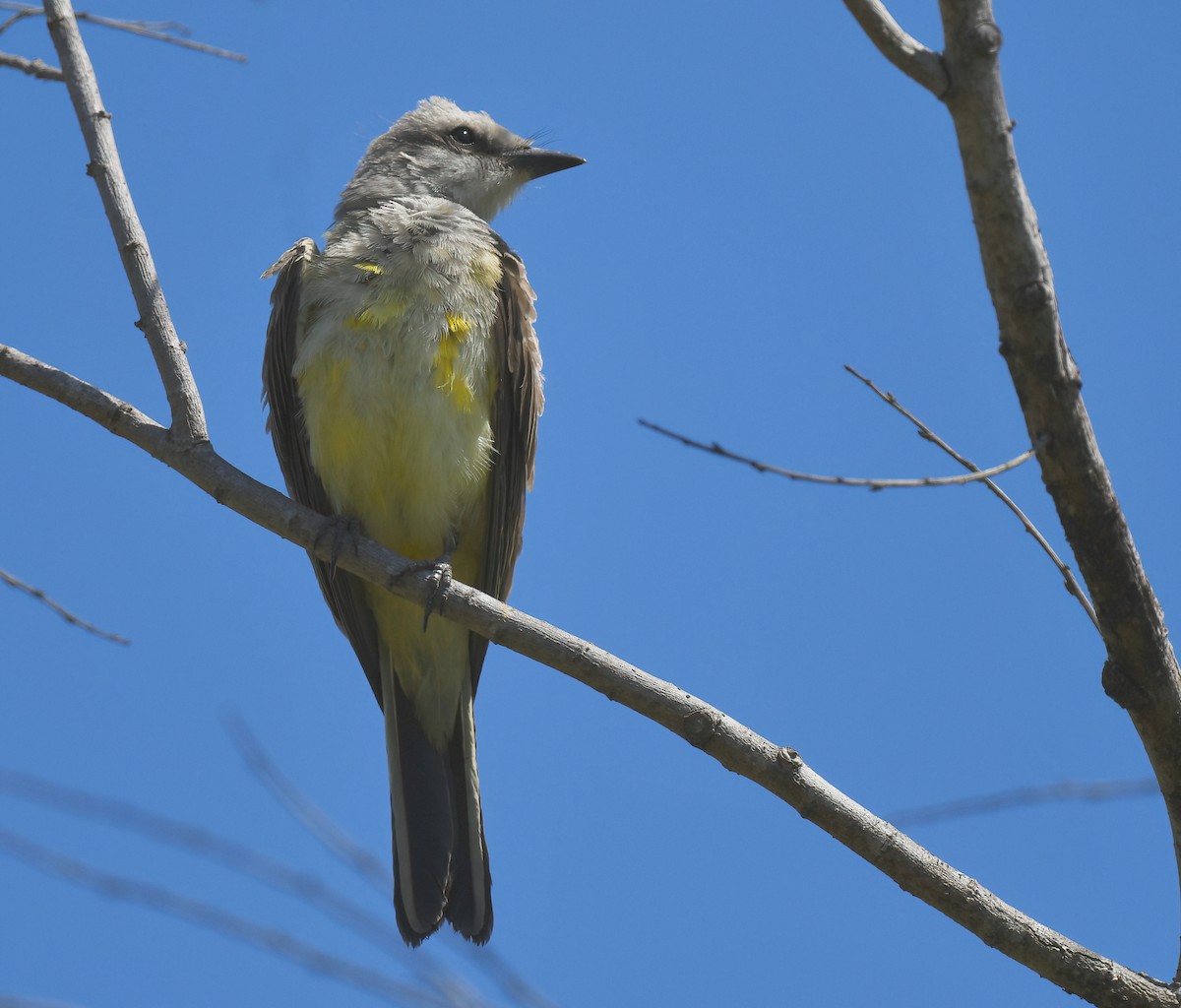 Western Kingbird - ML621613570