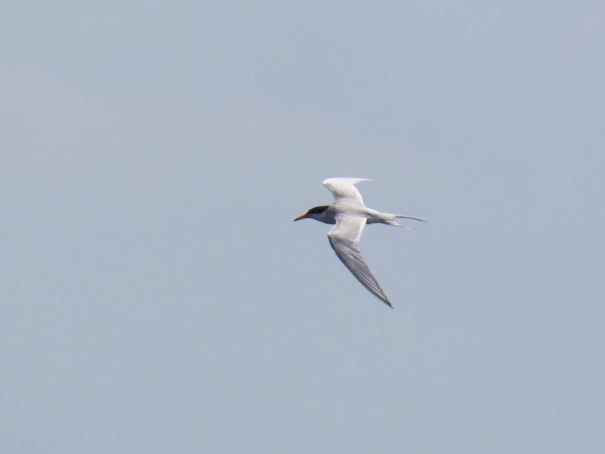 Forster's Tern - ML621613650